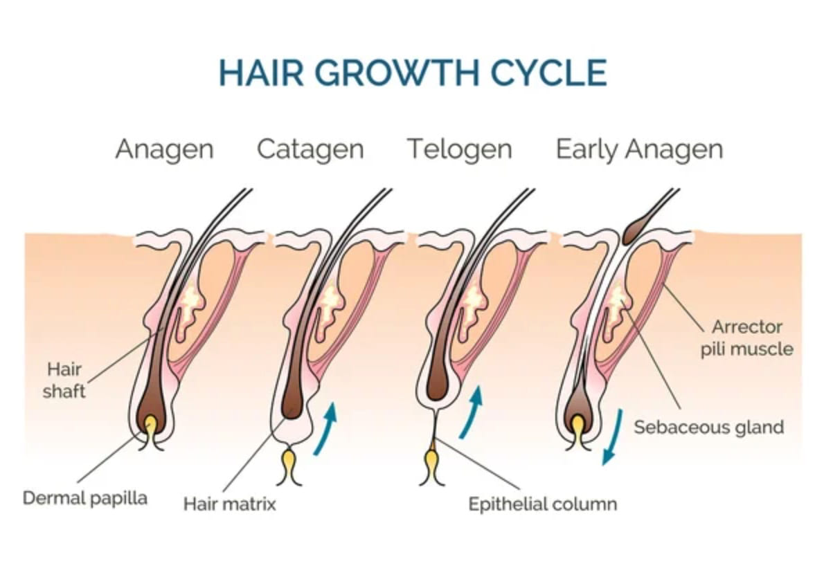 What to Know About the 4 Phases of Hair Growth